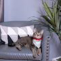 The Boss Canvas Slip-On Pet Bandana – Pavilion’s Pets – 7″x5″